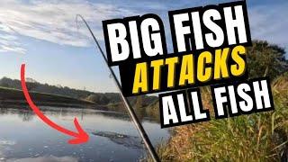 INSANE PIKE ATTACKS FISH