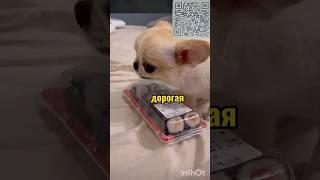 вирусные видео