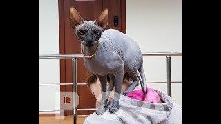 Кошка канадский сфинкс. Выставка кошек PCA on-line.