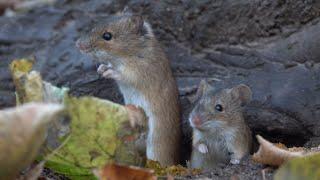 Мыши тоже умеют вставать в стойку / Mice also know how to stand up