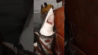 This Shark Won’t Stop Fighting!