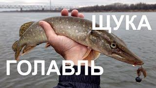 ЩУКА И ГОЛАВЛЬ В НОЯБРЕ | Ловля на микроджиг на Оке - Рыбалка со stigan'ом