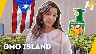 What is Monsanto doing in Puerto Rico? | AJ+