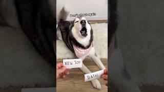 NEW Left Or Right Challenge With My Talking Husky!