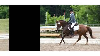 Marauder’s Dash Dressage