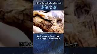 「Unsolved Mysteries of the World」「全球未解之谜」Does immortality really exist 永生真的存在吗