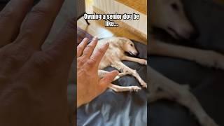 Many times a day too #borzoi #bigdog #olddog #senior #care #love #doglife