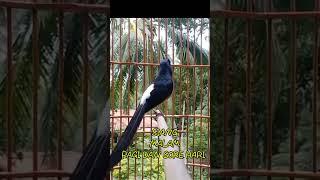 AMPUH... PANCING EMOSI BURUNG MURAI