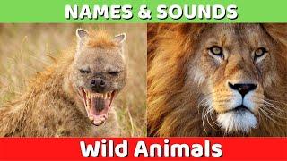 Learn Wild Animals Names and Sounds for Kids | Learning Wild Animal Names and Sounds for Children