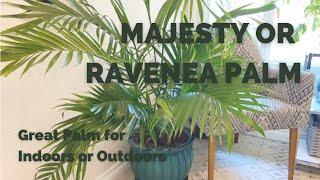 Majesty Palm | Ravenea Rivularis | Tropical Plant for Indoors or Outdoors