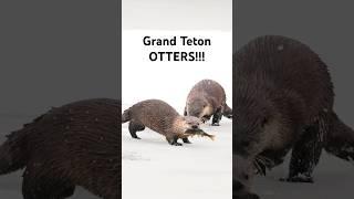 River Otters in Grand Teton! #wildlife #nature #otter #winter #travel #ytshortsvideo #shorts #yt