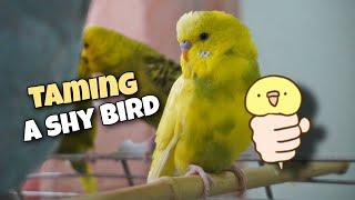 Taming My Budgie Jasper | Day by Day