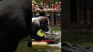 Gorilla VS Crocodile Come Face to Face! - Gorilla's Show Gone Wrong!