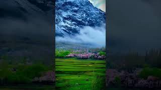 Chunda Valley Skardu Cherry Blossom Season|Al Mustafa Informatic Tv #beauty #skardu #skarduvalley