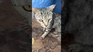 So cute  my cat #love #trending #cat #like #follow #music #explorepage #gaumata #instagood