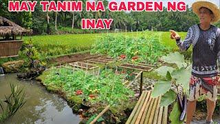 May Tanim na Garden ng inay Kamatis Talong sili panigang at Bell pepper 🫑 ...Matutuwa ang inay nito