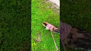 Cat Loves Walking on Leash 