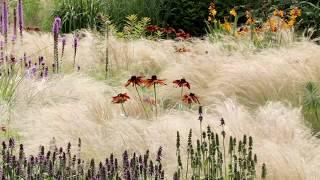 Waves of feathery Stipa