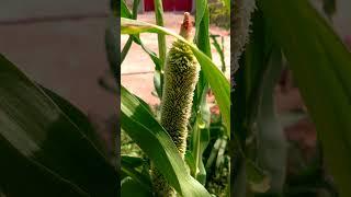 MilletSeeds .#shorts #short #garden #shortvideo #satisfying #nature #4k #millet #trendingshorts