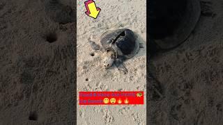 Dead half-rotten big sea turtlewashed away by tides on beach|Fed upon by many small crabs#shorts