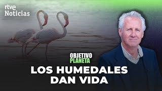 OBJETIVO PLANETA: LORENZO MILÁ y LOS HUMEDALES | RTVE Noticias