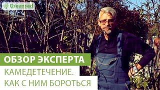 Камедетечение. Как с ним бороться