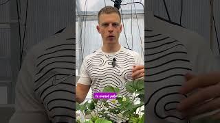 ОПЫЛЕНИЕ В ТЕПЛИЦЕ