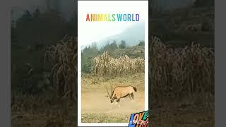 #cuteanimals #animals #animal #savethetigers #animalsco #tigerlove #animalsmood #wildlife #funny