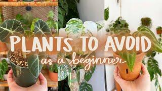 Houseplants to Avoid as a Beginner!