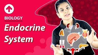 Endocrine System | Biology