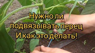 Нужно ли подвязывать перец?Как это делать? Посмотри моё видео! #подвязкаперца