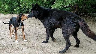 Blue Bay Shepherd & GSD Swim In Mississippi River (2 of 3) - Shepherd vs Coonhound