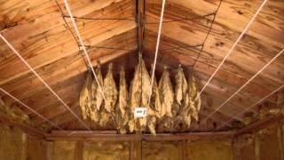 Harvesting, Hanging, and Curing you own Organic Tobacco!