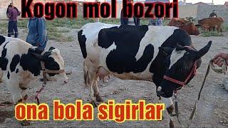 Buxoro Kogon mol bozori ona bola sigirlar narxlari 29/08/2021