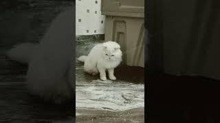 ️‍🩹"Whiskered Wonder: Elegance on Four Paws "#viralvideo #cat #prettyfunny