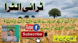 TriUltra herbicide for wheat weeds control|||Agahi main baqah