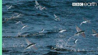 Fliegende Fische werden von oben und unten angegriffen | The Hunt | BBC Earth