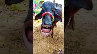 Water bottle #cow #cartoon #mojmasti# #comedy #shorts #video