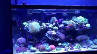 Aquarium LED Lighting- Orphek Atlantik V4