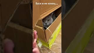 Кошка Буся и ее уютный конец»