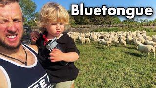 We sent 500 lambs into a BLUETONGUE zone!