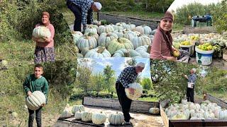 Kabak hasadımız elma topladık bahçede temizlik sarımsağı sattık  köyde günlük işler öğlen yemeği