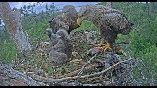 Орланы Чулман и Кама в НП Нижняя Кама/White-tailed eagles Chulman&Kama in Lower Kama National Park