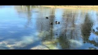 Dancing Ducks on A Pond