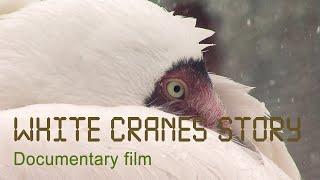 Nature of Russia. WHITE CRANES STORY.