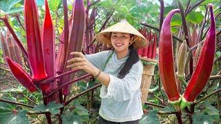 Video Full: 60 Days Harvesting OKRA FLOWER, Harvesting COCONUT...Making garden / Cooking