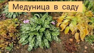 Медуница в саду.