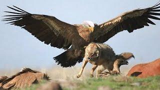 How Eagles Hunt Wolves? - Eagle Attacks Caught on Camera