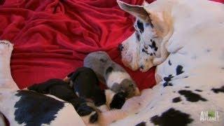 Tiny Great Danes | Too Cute!