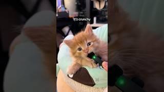 Interview with Tato  #babykittens #kitten #funnycats